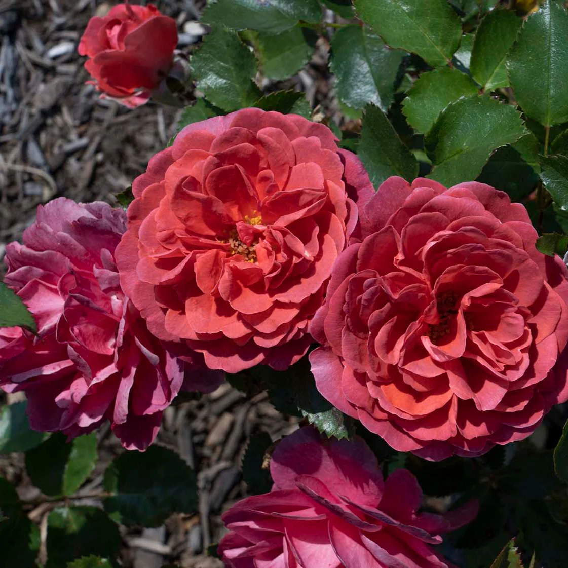 Desert Sky™ - Star Roses and Plants