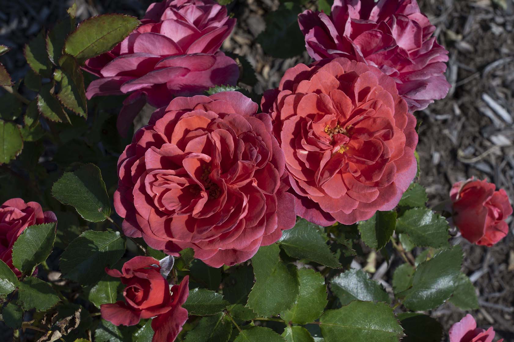 Desert Sky™ - Star Roses and Plants - Image 2