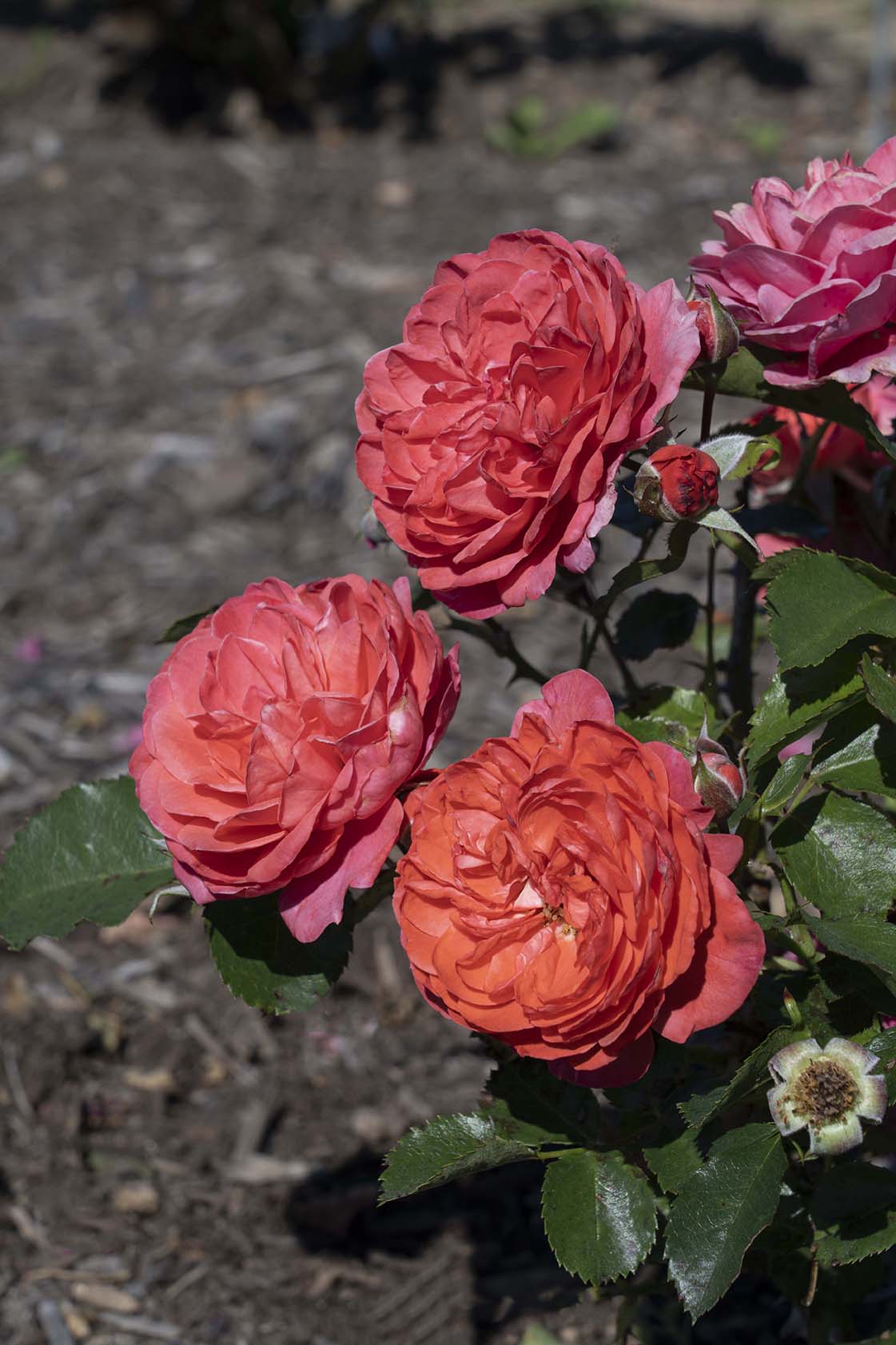 Desert Sky™ - Star Roses and Plants - Image 3