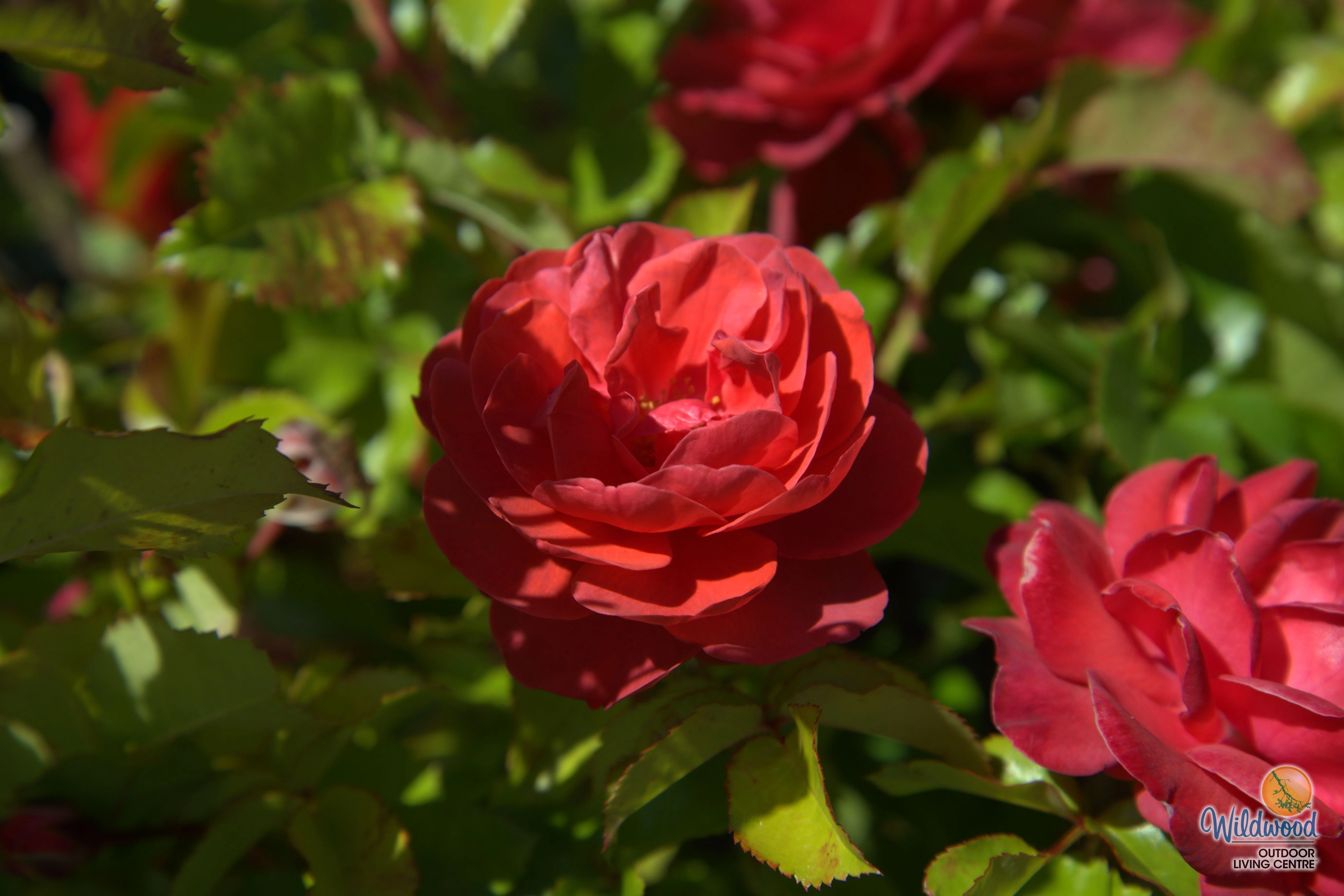 Desert Sky™ - Star Roses and Plants - Image 4