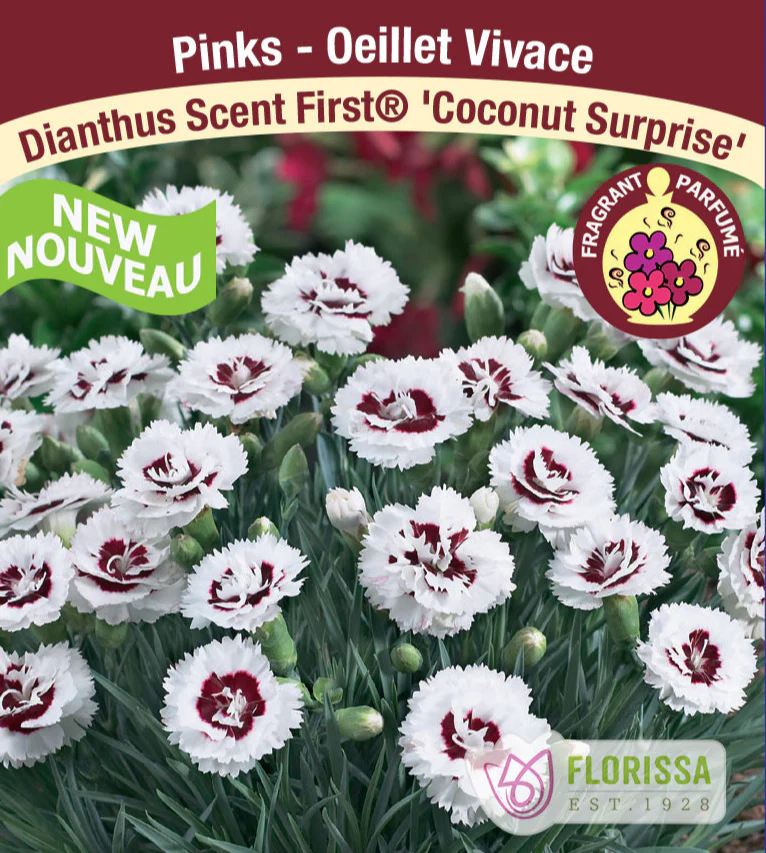 Dianthus  - Coconut Surprise, 1 Pack