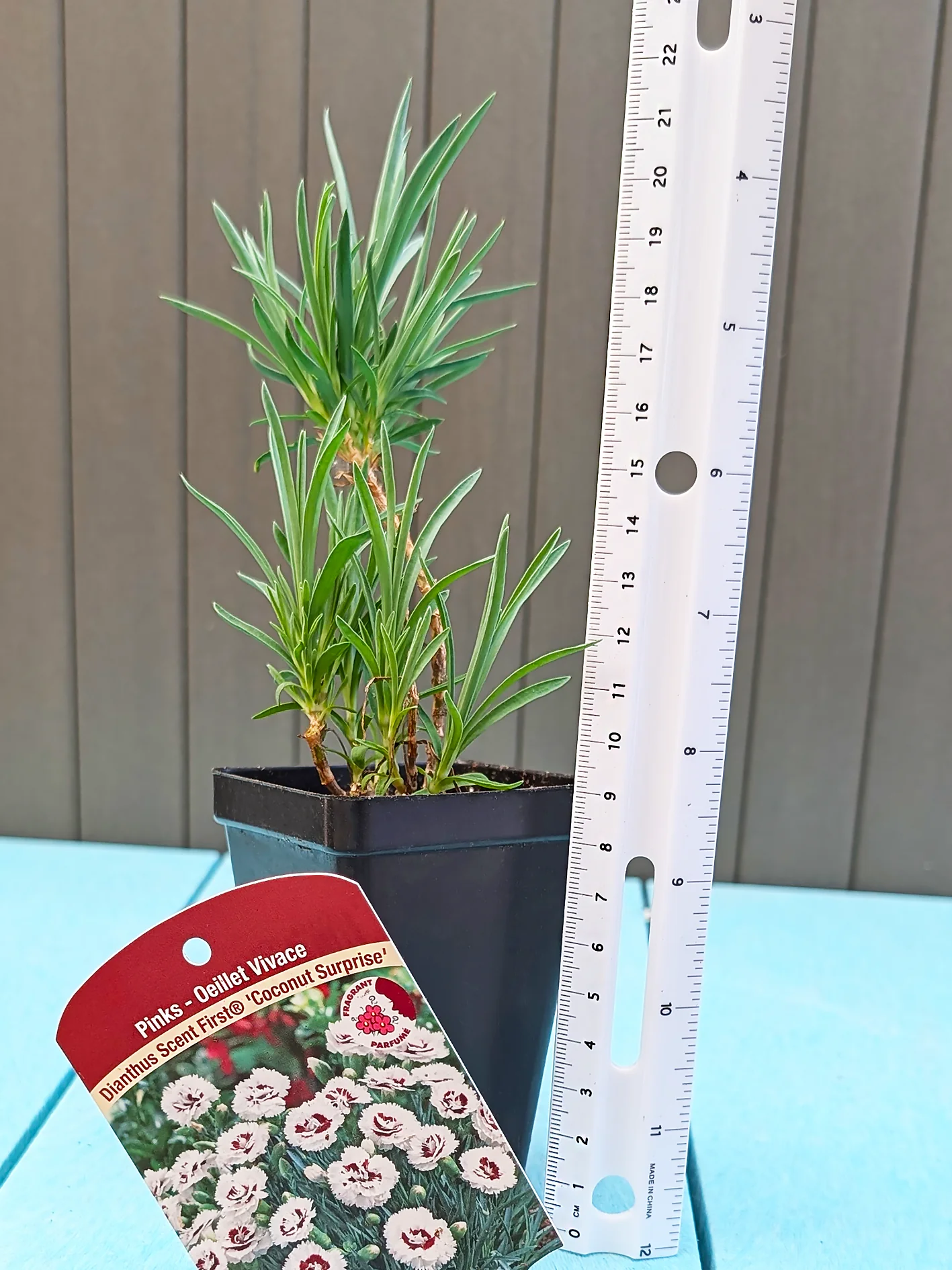 Dianthus  - Coconut Surprise, 1 Pack - Image 2