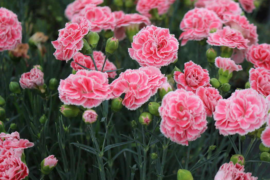 Dianthus - Coral Reef, 1 Pack - Image 2