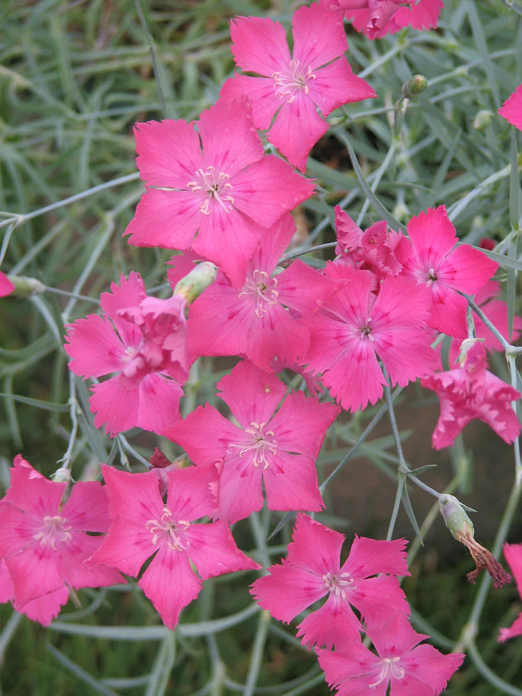 Dianthus - Firewitch, 1 Pack - Image 2