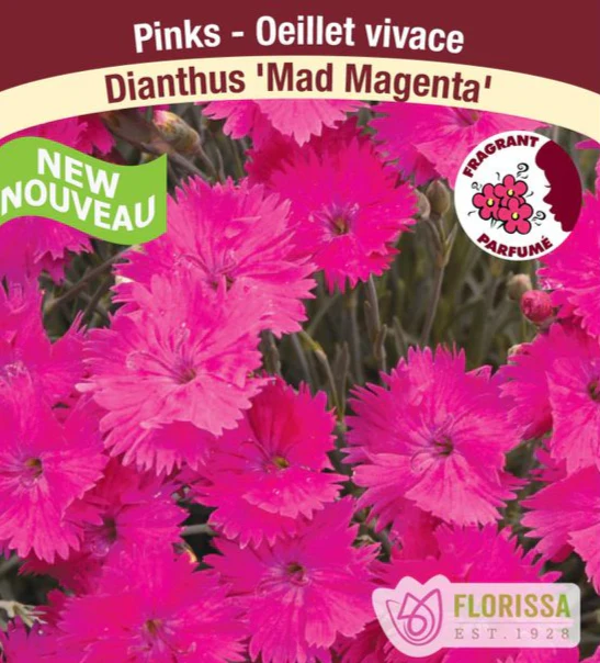 Dianthus - Mad Magenta, 1 Pack