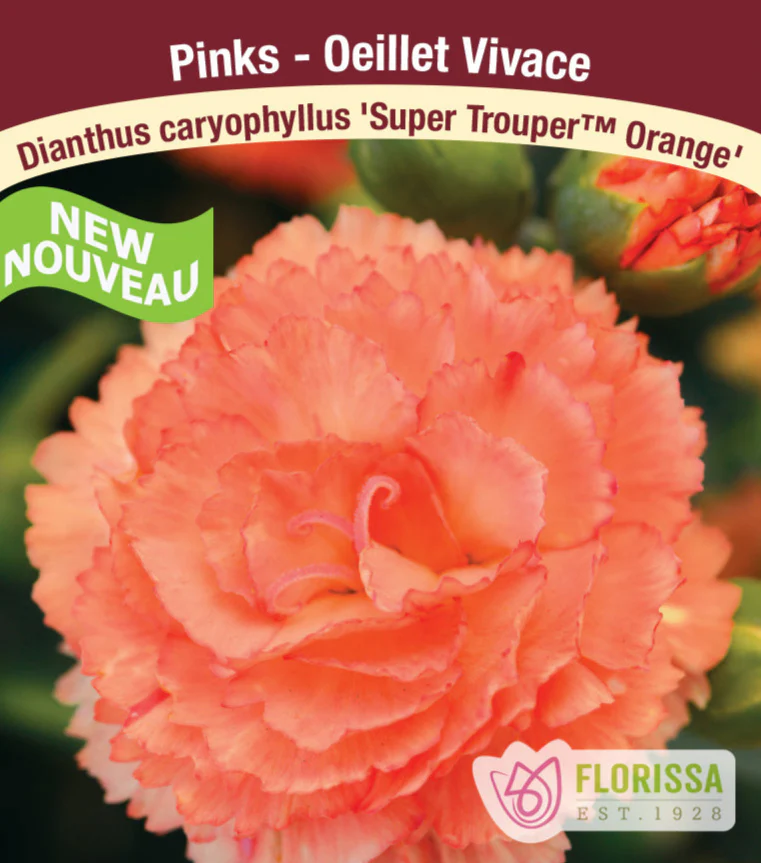 Dianthus Super Trouper - Orange, 1 Pack