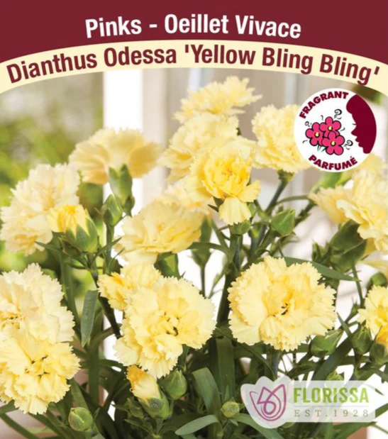 Dianthus - Yellow Bling Bling, 1 Pack