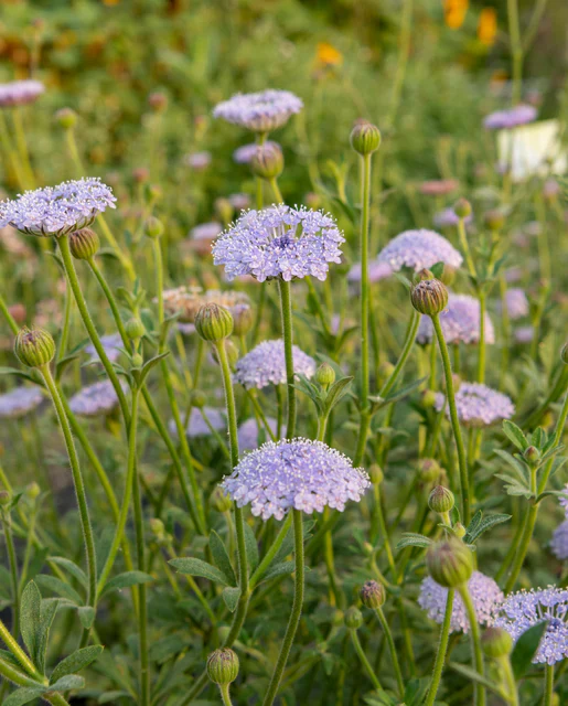 Didiscus Lace Blue - West Coast Seeds - Image 3