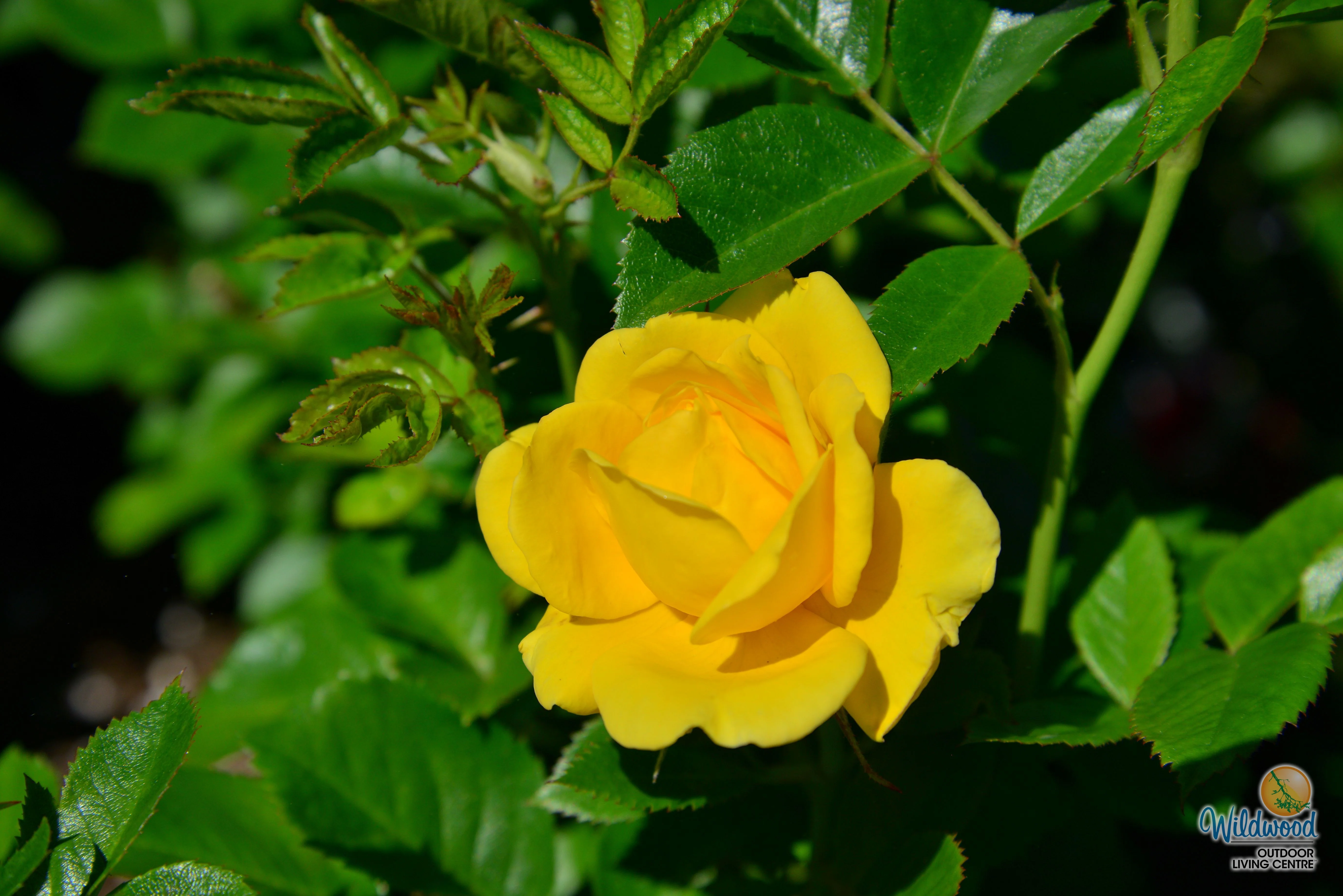 Doris Day - Weeks Rose - Image 2