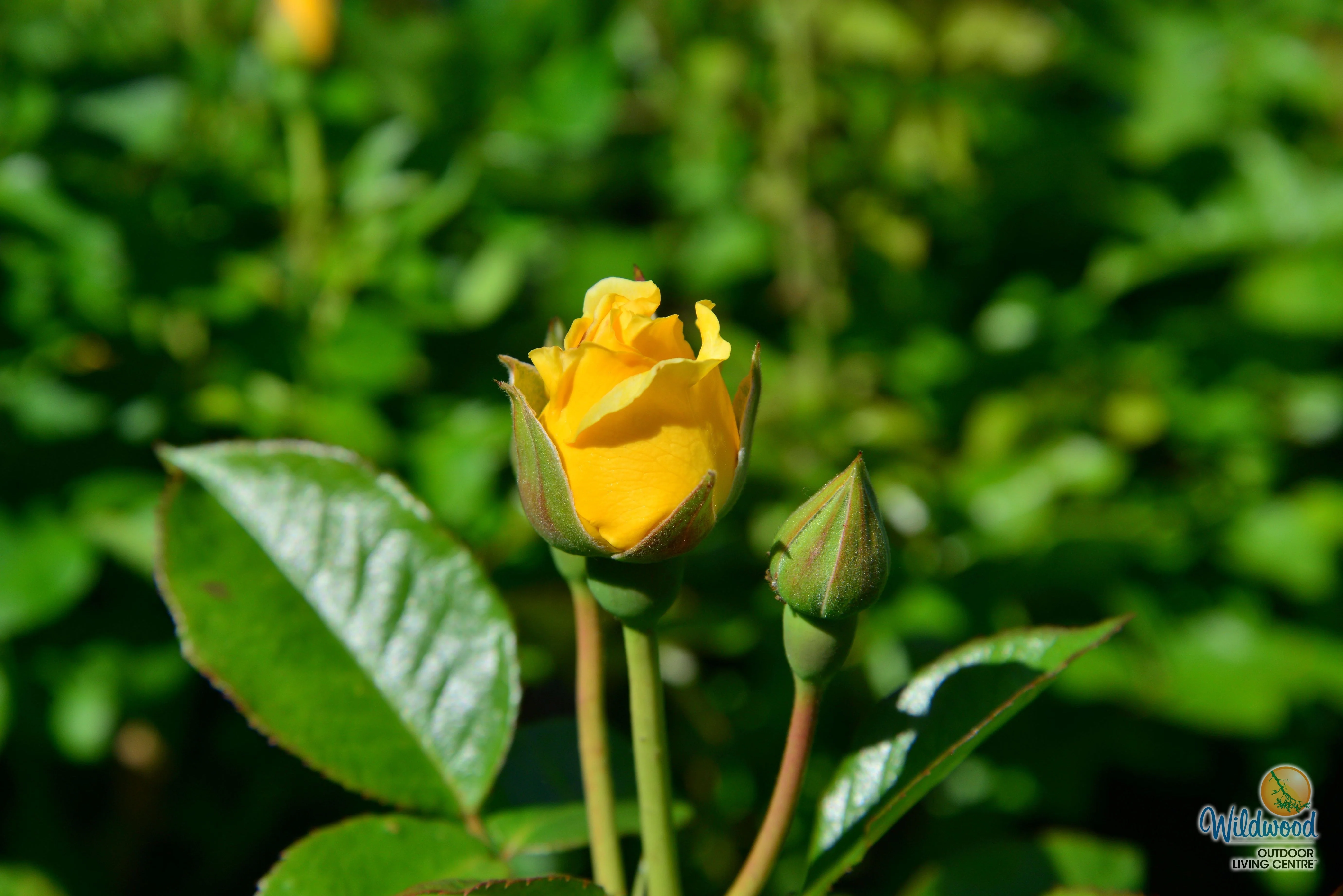 Doris Day - Weeks Rose - Image 3