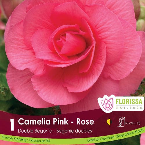 Double Begonia - Camelia Pink