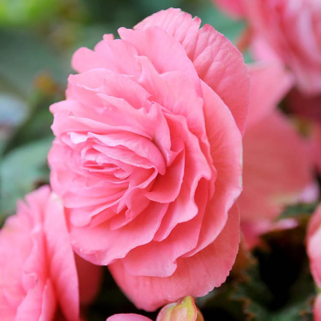 Double Begonia - Camelia Pink - Image 2