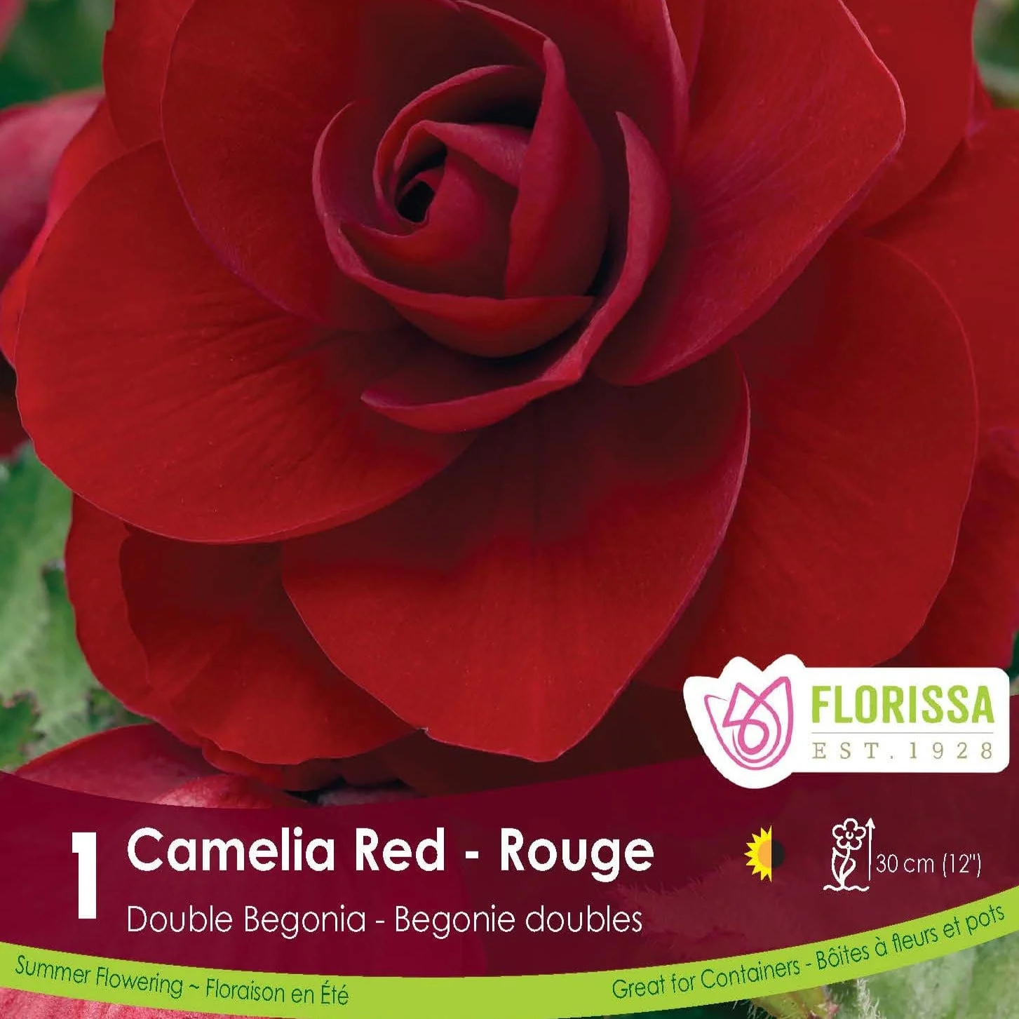 Double Begonia - Camelia Red