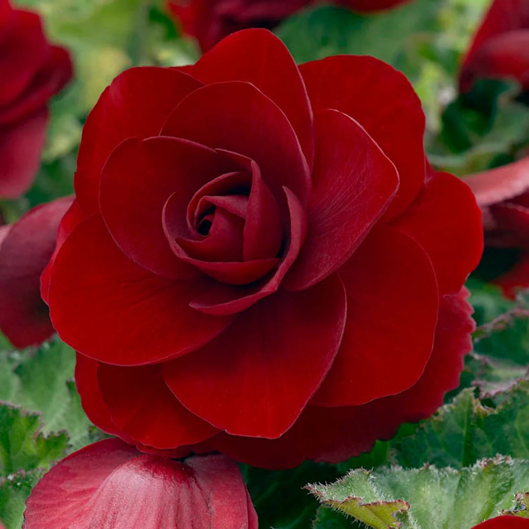 Double Begonia - Camelia Red - Image 2