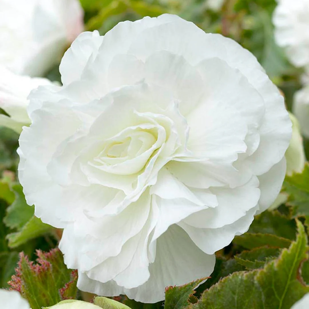 Double Begonia - Camelia White - Image 2