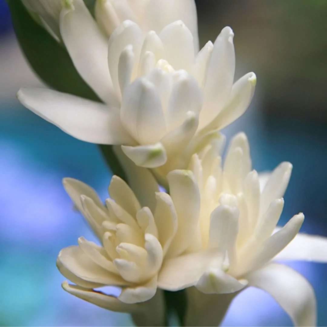 Double Tuberosa - The Pearl, 2 Pack - Image 2