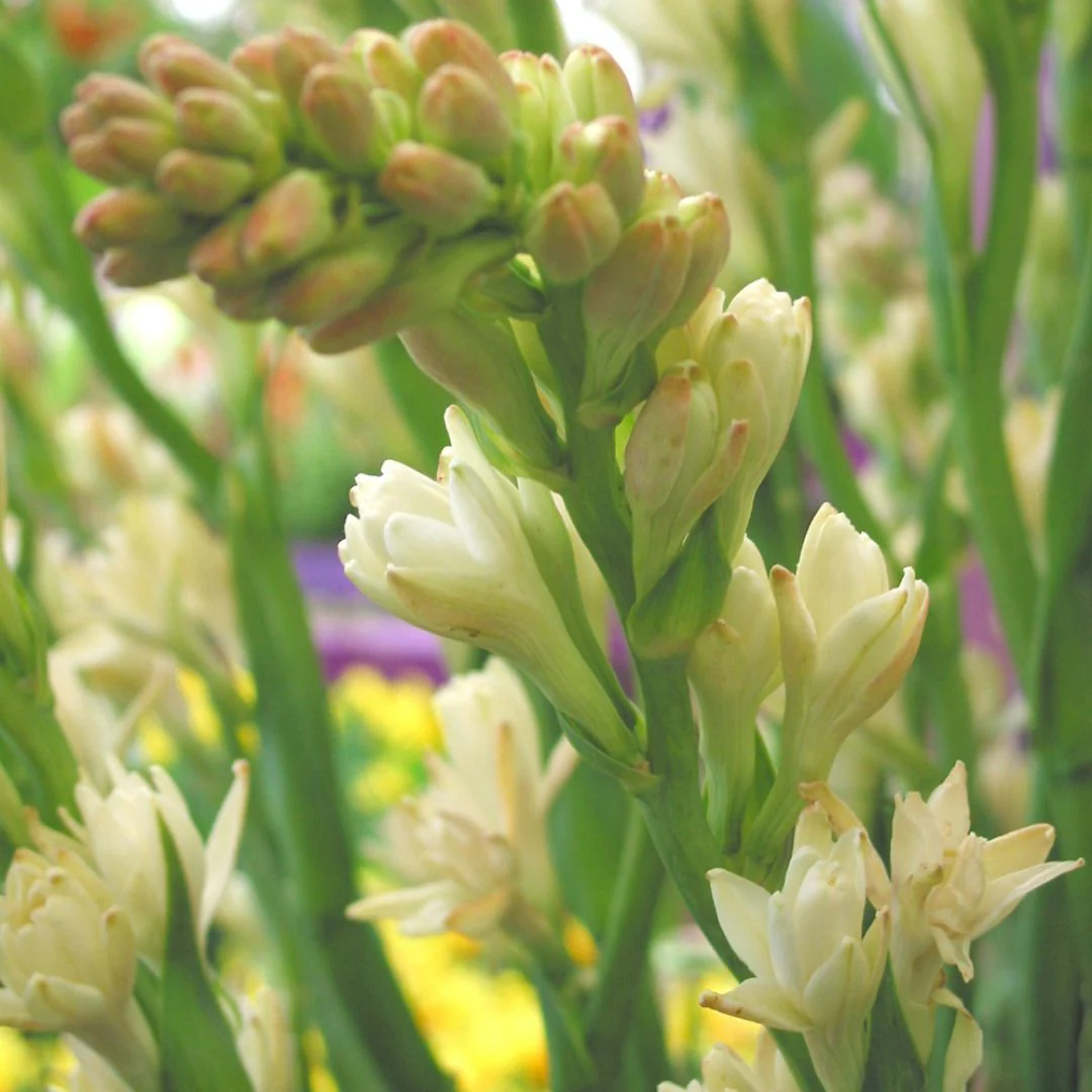 Double Tuberosa - The Pearl, 2 Pack - Image 3