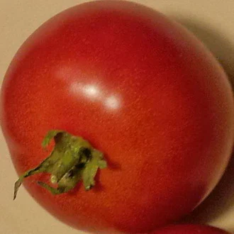Doucet's Early Market Bush Tomato - Eagleridge seeds