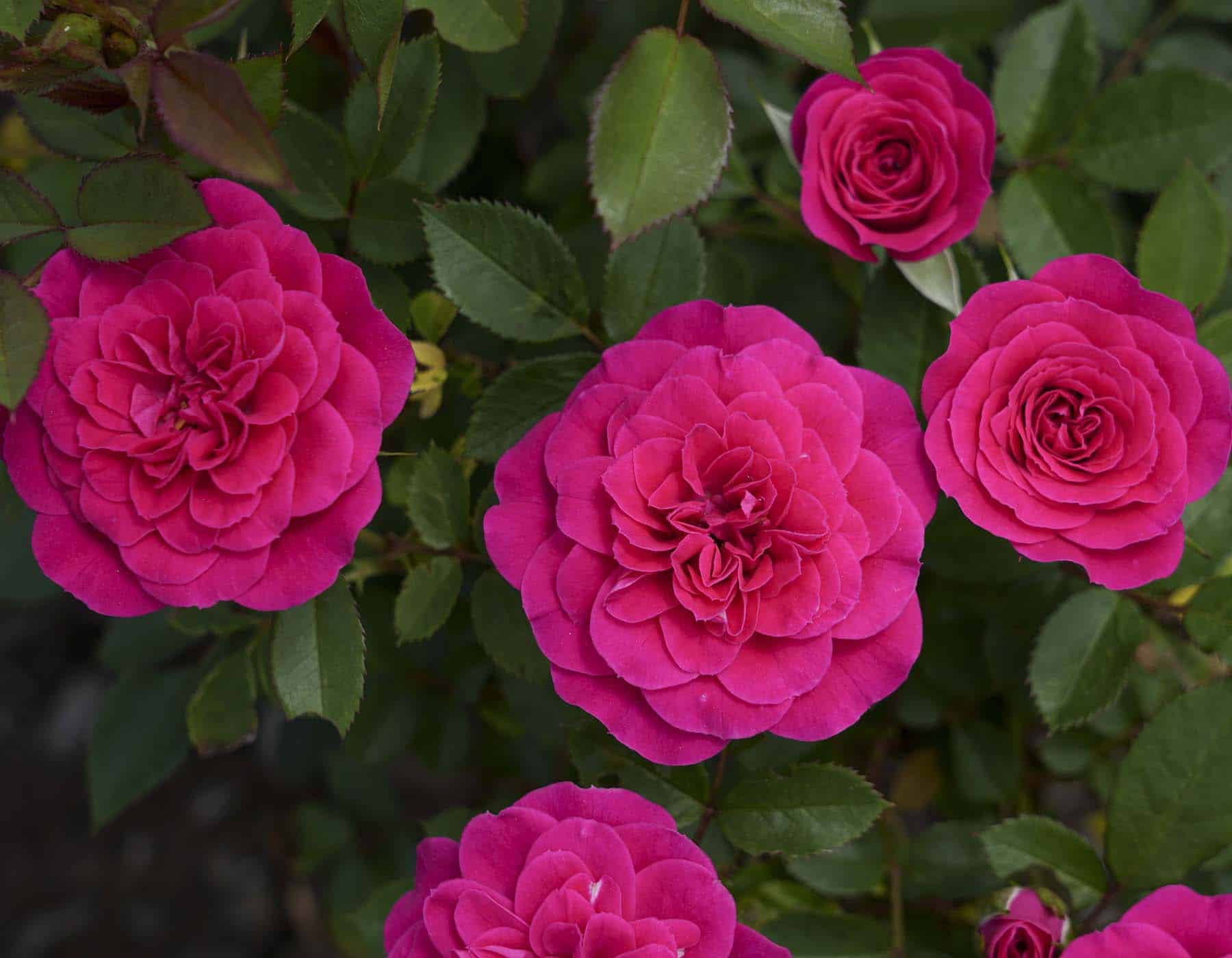 Sunblaze Dragon Fruit  - Star Roses and Plants - Image 3