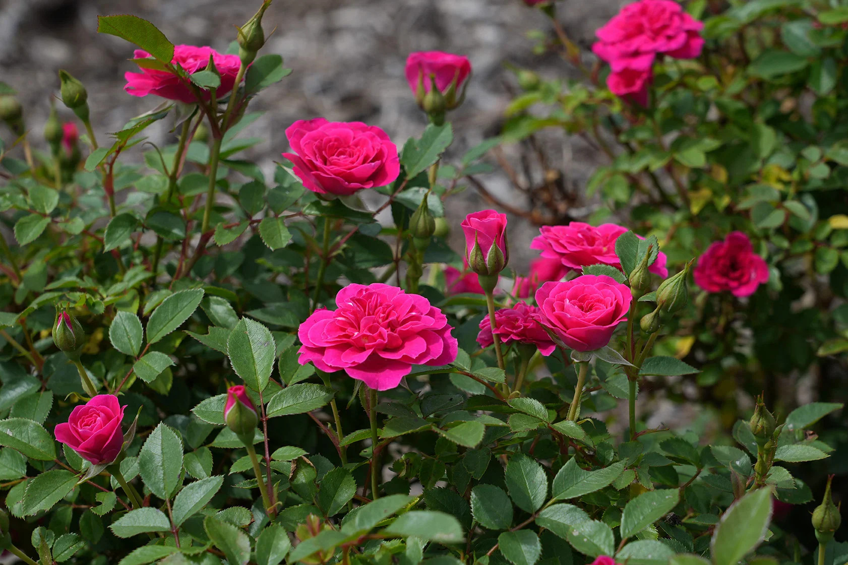 Sunblaze Dragon Fruit  - Star Roses and Plants - Image 4
