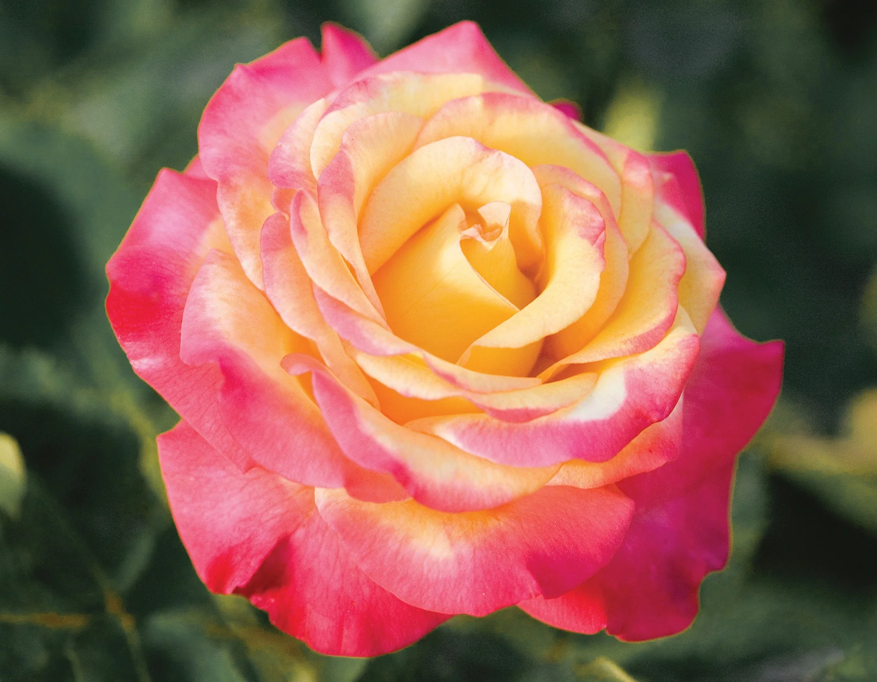 Dream Come True™ - Star Roses and Plants - Image 2
