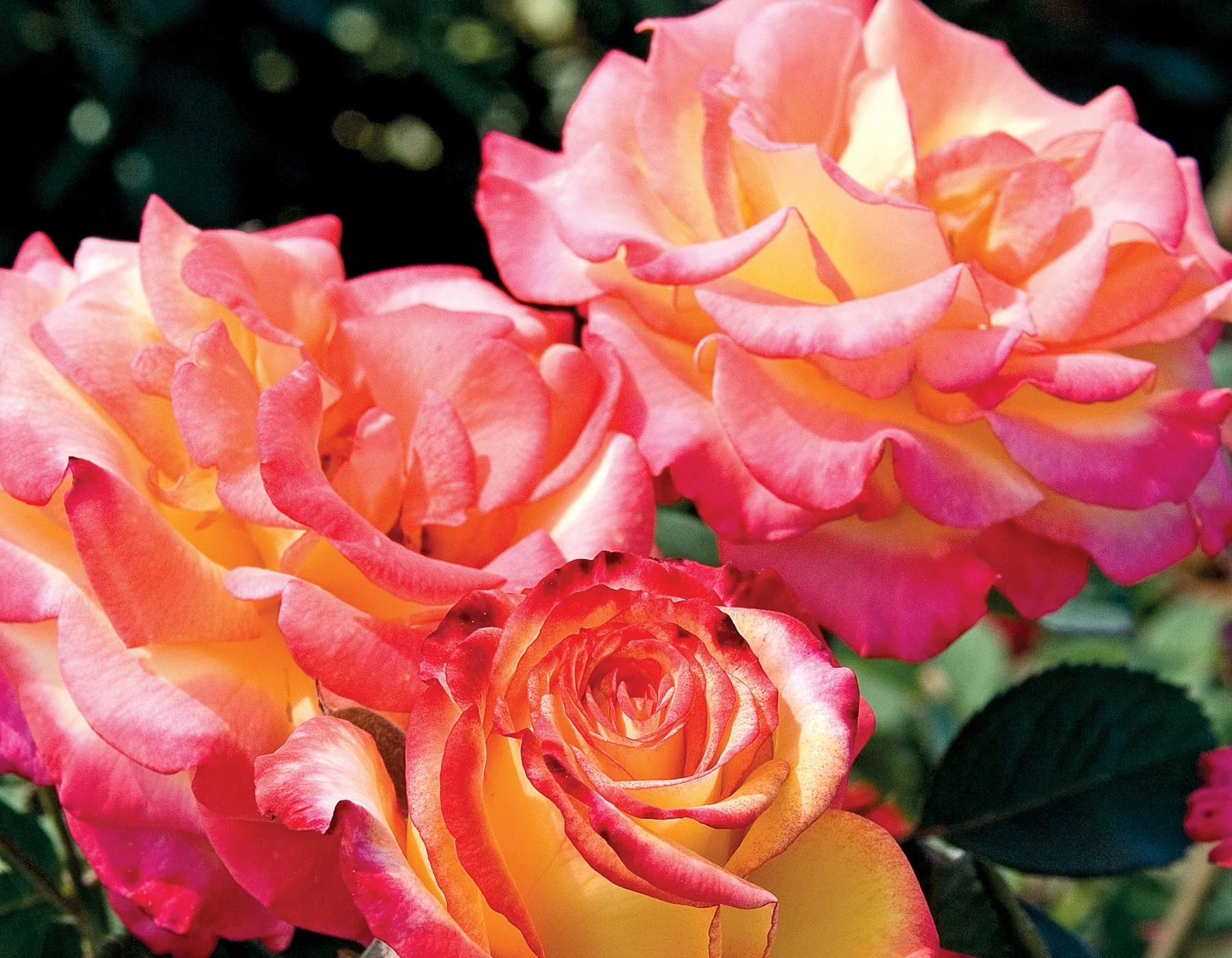 Dream Come True™ - Star Roses and Plants - Image 3
