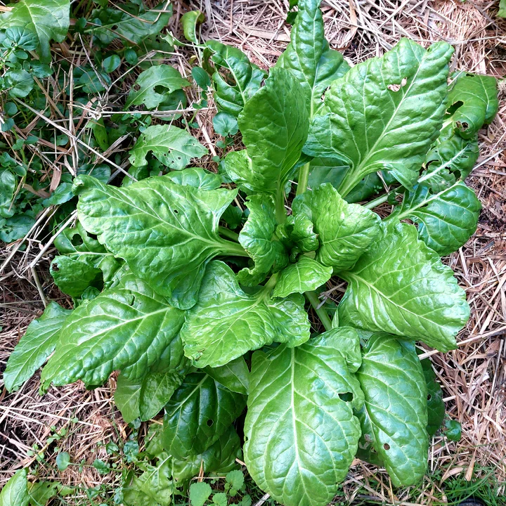 Bietina Chard - Eagleridge Seeds - Image 2