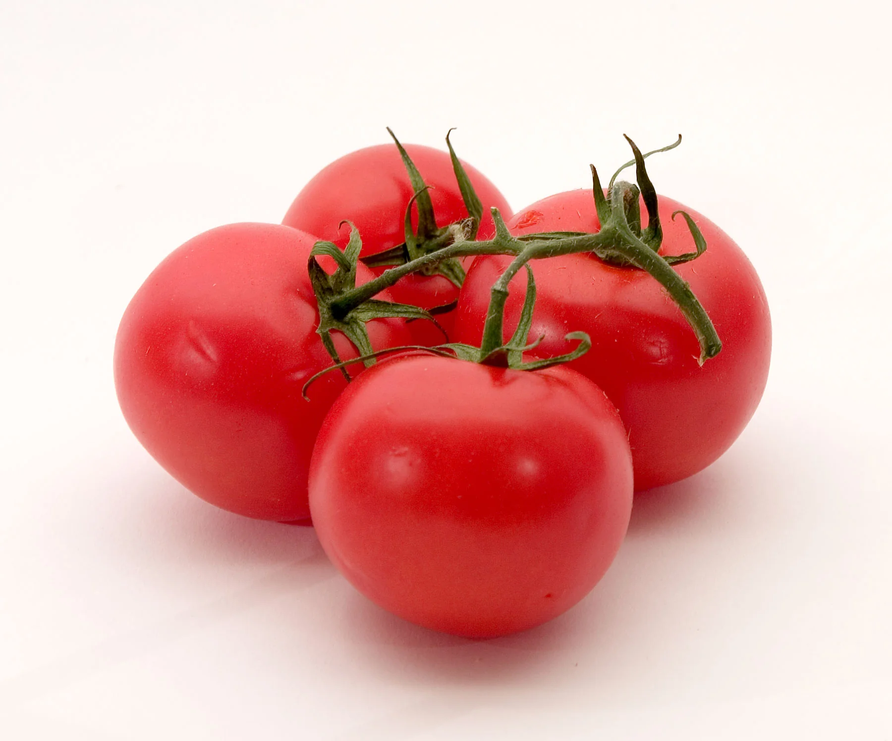 Tomato Chinese Bush - Eagleridge Seeds
