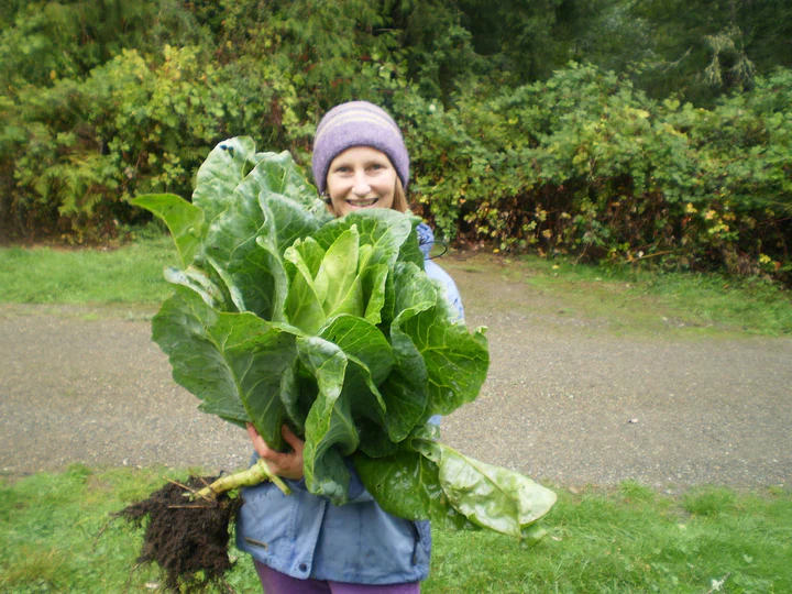 Filderkraut Cabbage -  Eagleridge Seeds - Image 2