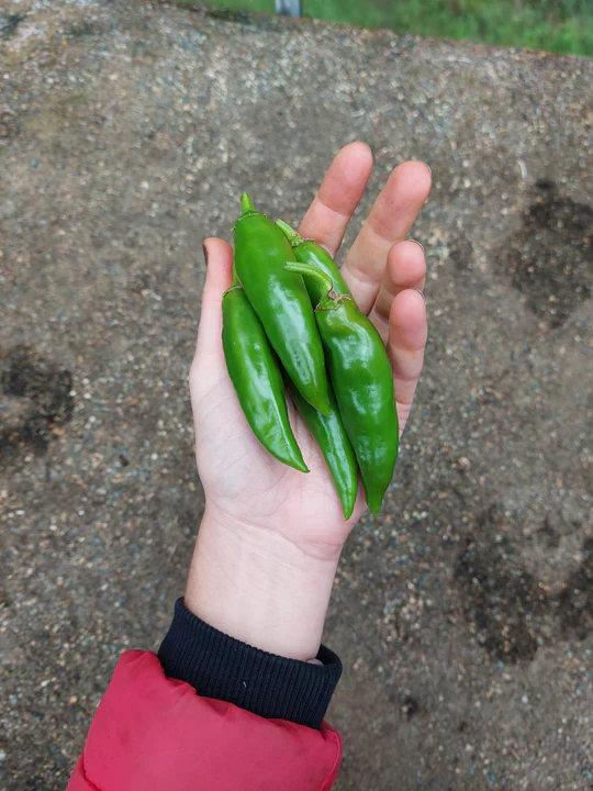 Korean Dark Green Hot Pepper - Eagleridge Seeds - Image 2