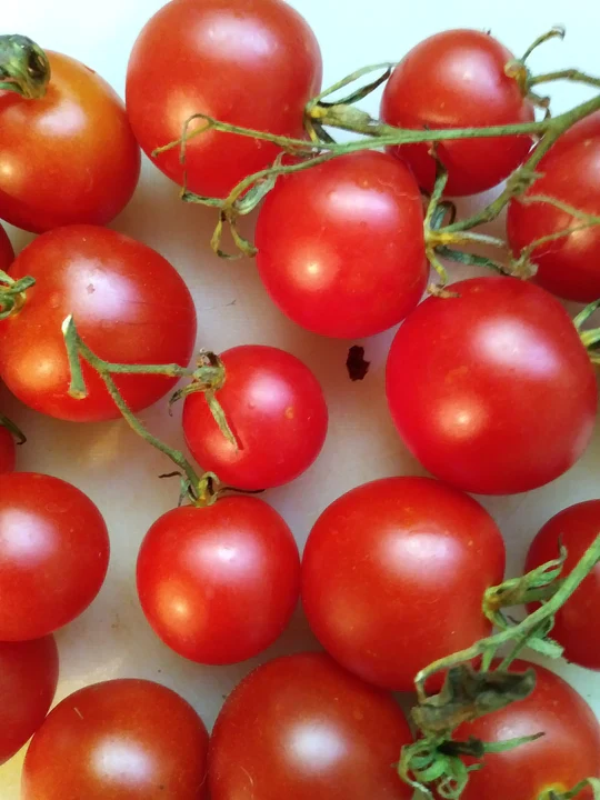 Tomato Lunchbucket Salad - Eagleridge Seeds