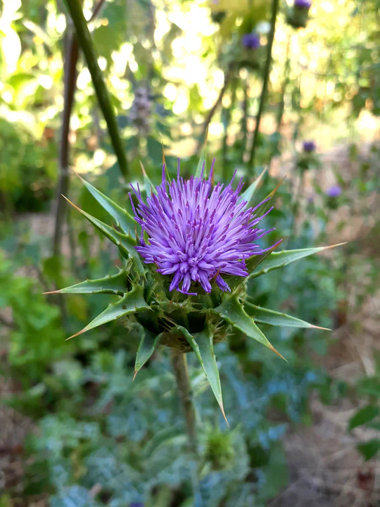 Milk Thistle - Eagleridge Seeds - Image 2