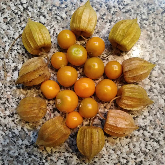 Goldenberry - Eagleridge Seeds - Image 2