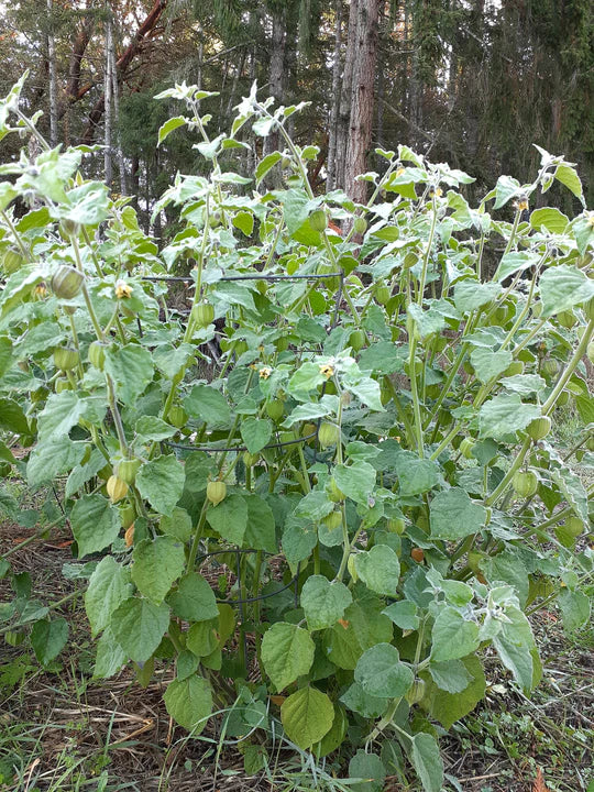 Goldenberry - Eagleridge Seeds - Image 3