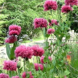 Pink Frilly Poppy - Eagleridge Seeds - Image 3