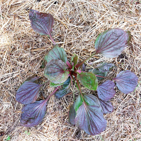 Red Plantain - Eagleridge Seeds - Image 2