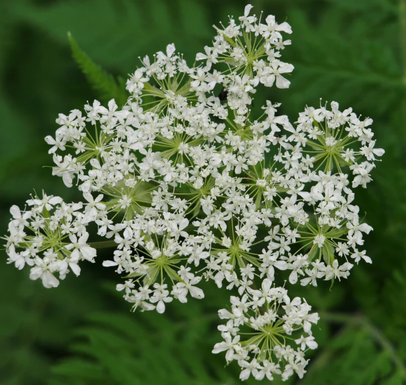 Sweet Cicely - Eagleridge Seeds