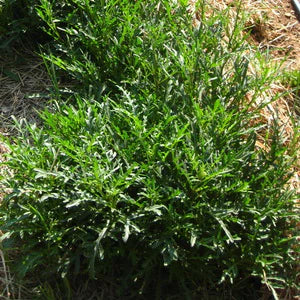 Sylvetta Arugula - Eagleridge Seeds - Image 2