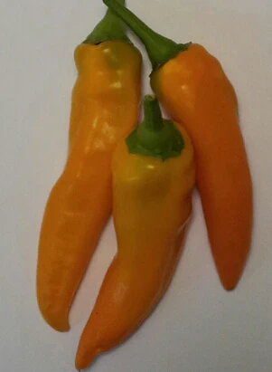Pepper Tequila Sunrise - Eagleridge Seeds