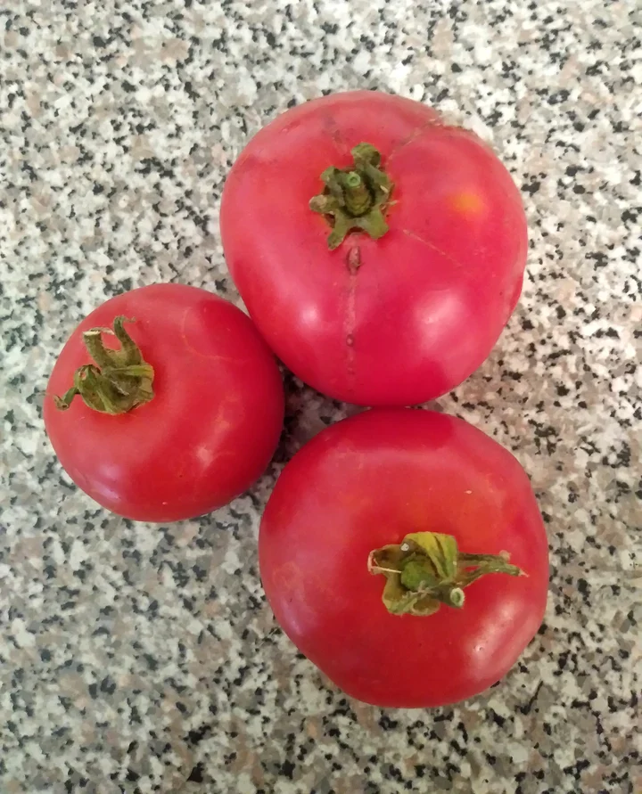 Tomato Victoria Main Season Bush - Eagleridge Seeds