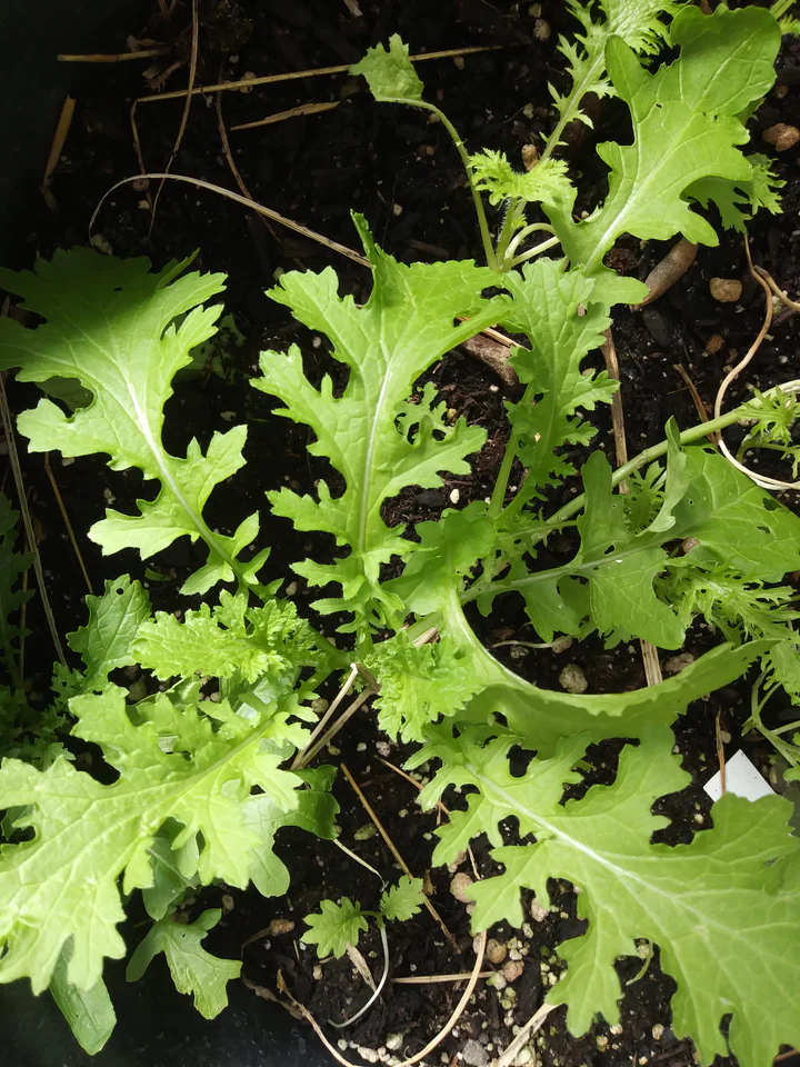 Wasabina Mustard - Eagleridge Seeds