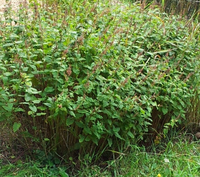 Wood Germander - Eagleridge Seeds - Image 2