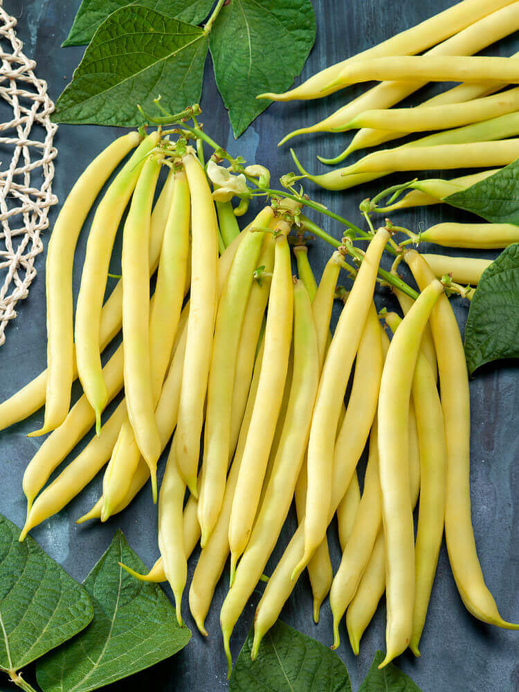 Beans Golden Wax Jumbo - Ontario Seed Company - Image 3