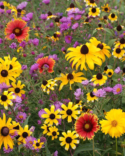 BULK Wildflowers East Coast Blend - West Coast Seeds - Image 2