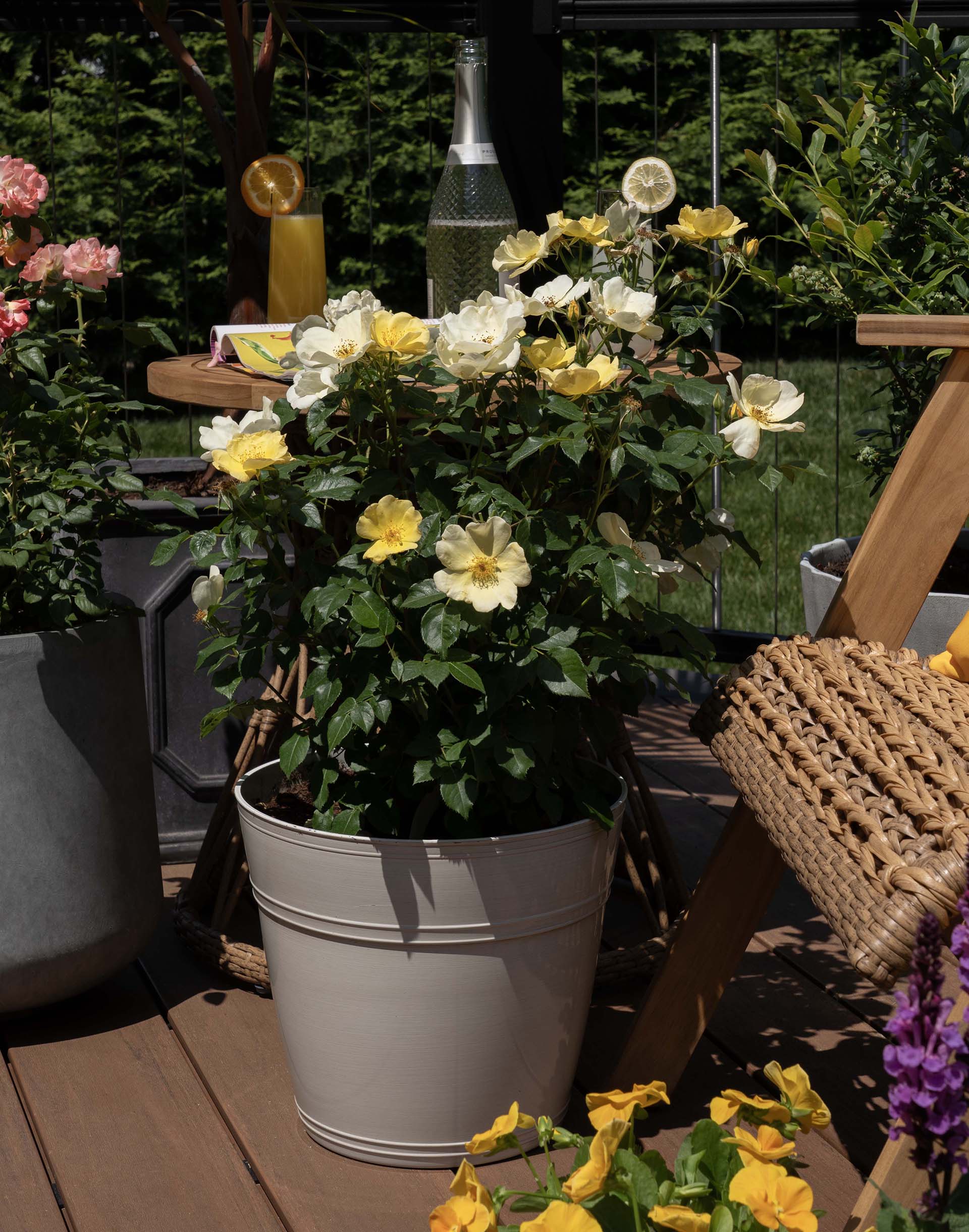 Easy Bee-zy Knock Out - Star Roses and Plants - Image 2