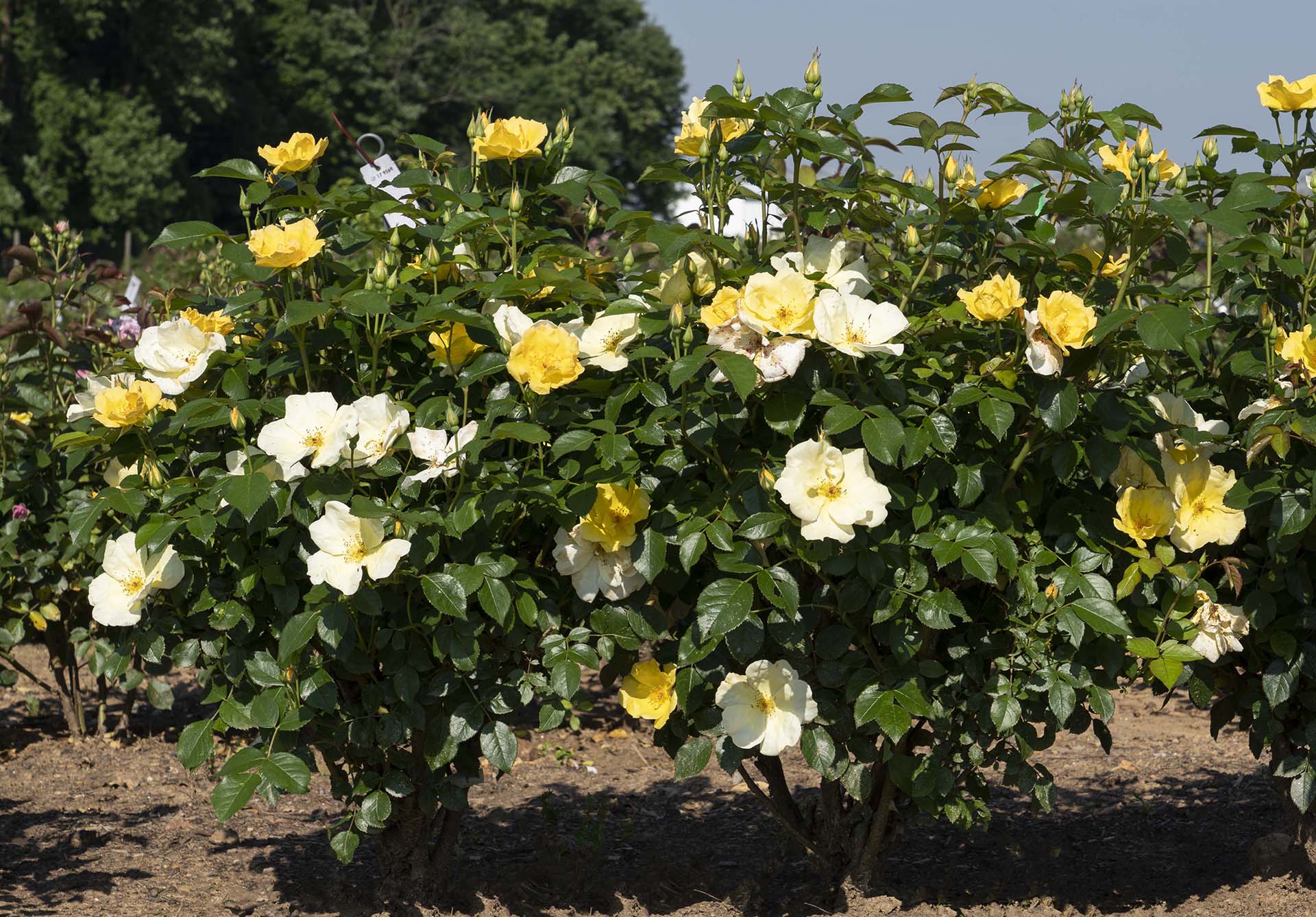 Easy Bee-zy Knock Out - Star Roses and Plants - Image 3