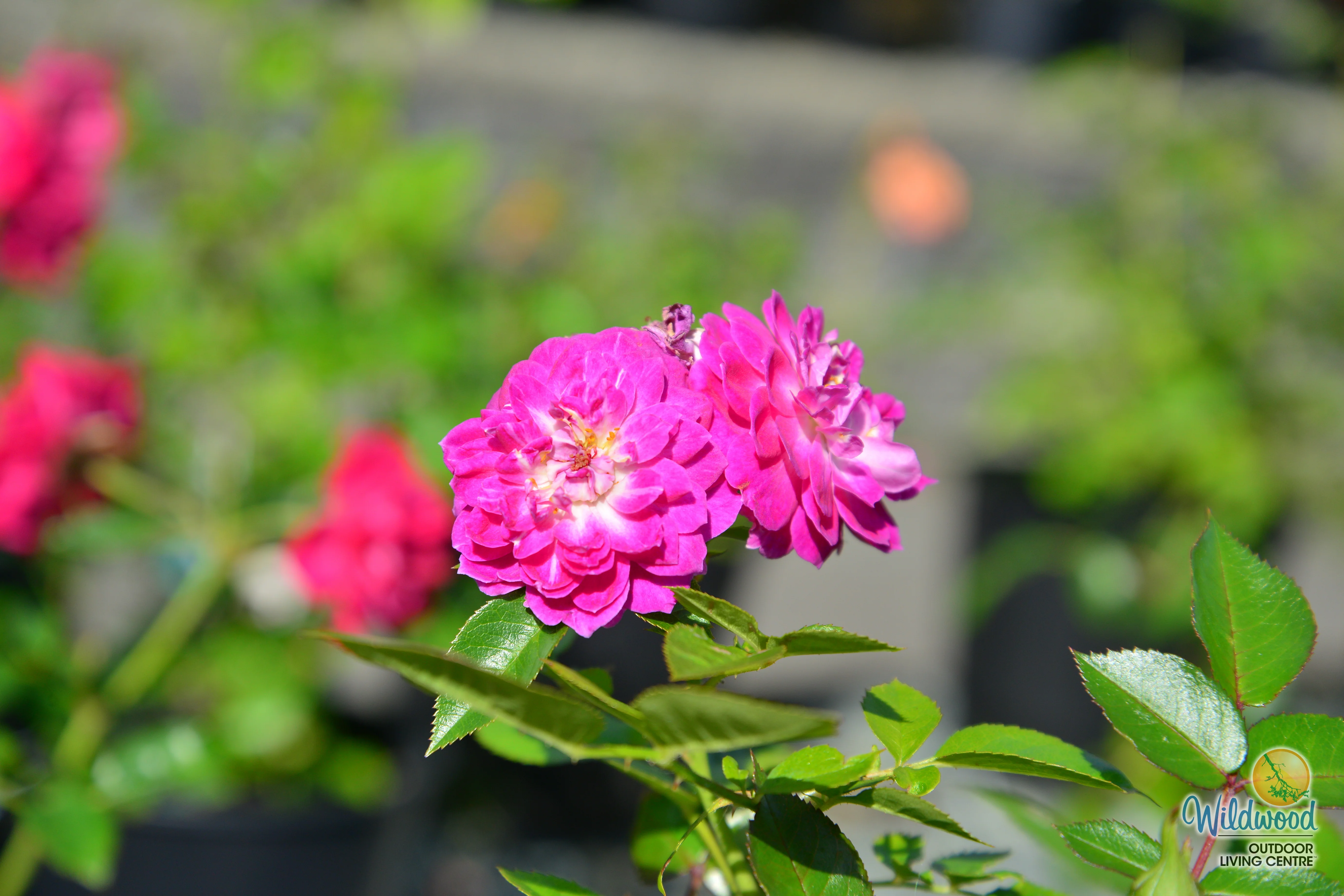 Easy Charmer - Weeks Rose - Image 2
