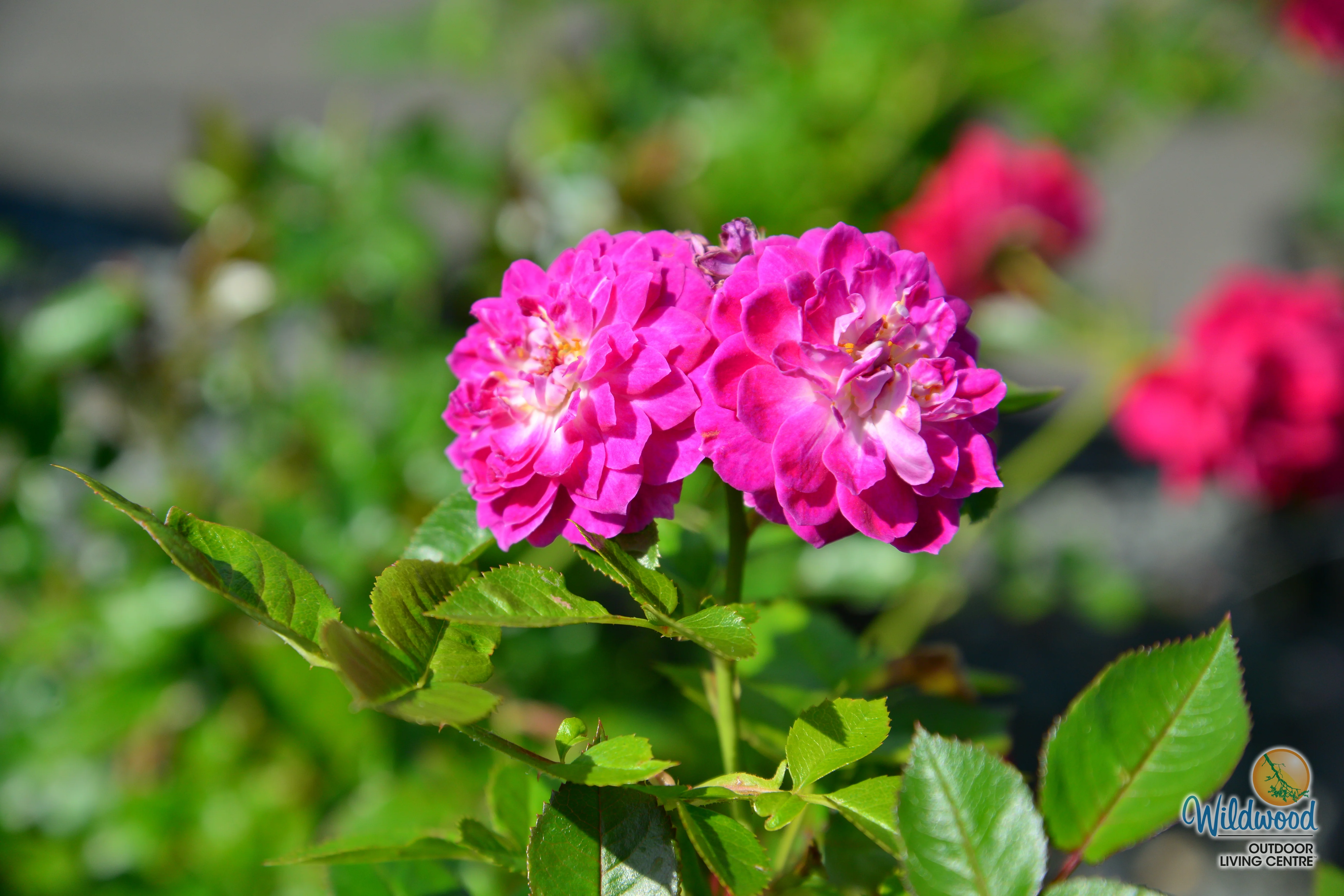 Easy Charmer - Weeks Rose - Image 3