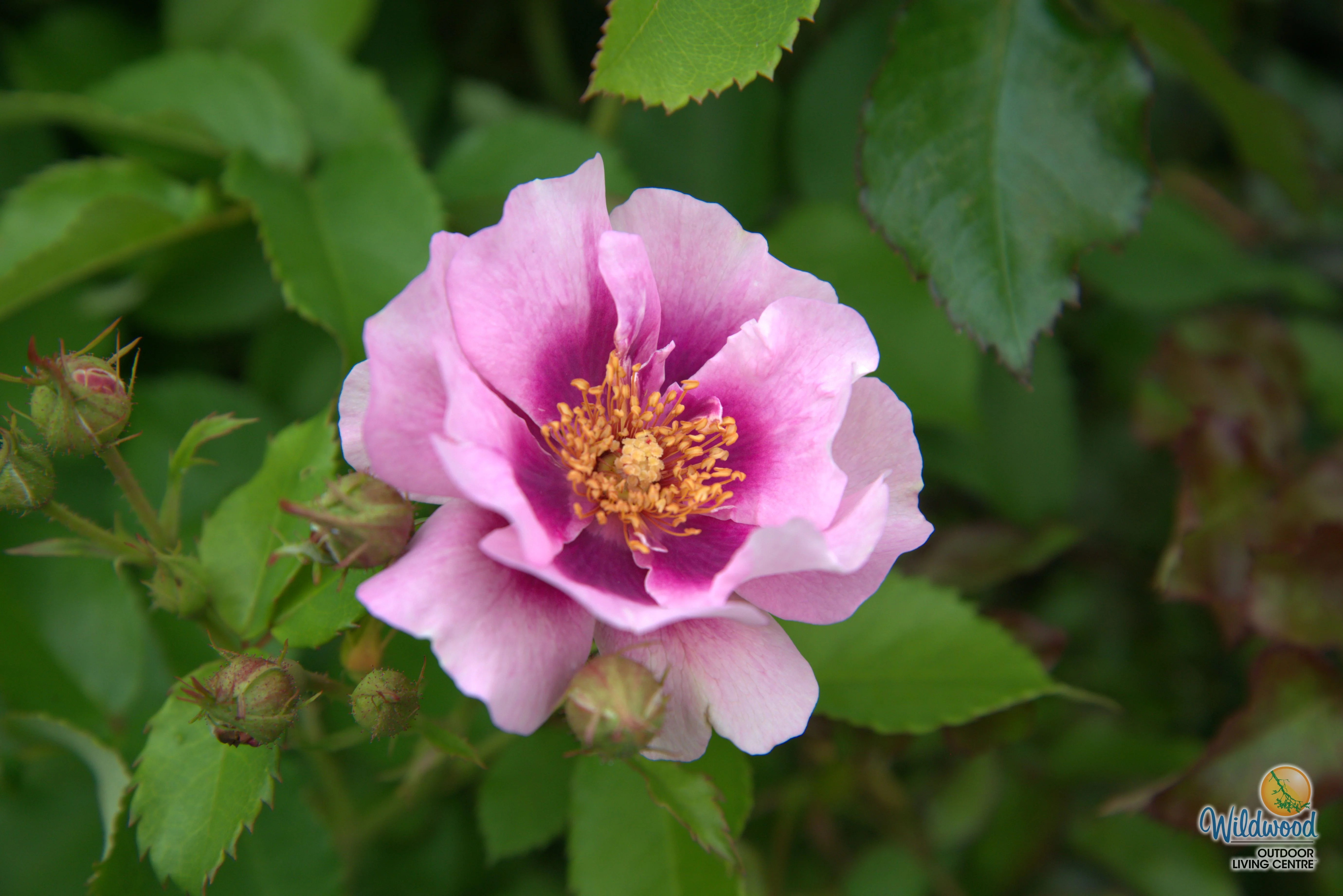 Easy on the Eyes - Weeks Rose - Image 2