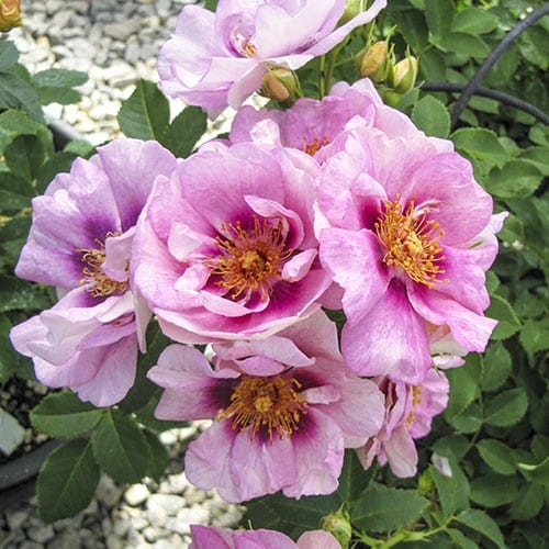 Easy on the Eyes - Weeks Rose - Image 3